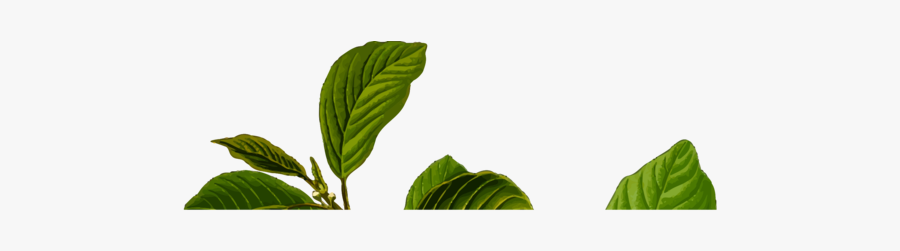 Plant,flower,leaf - Rhamnus Frangula, Transparent Clipart