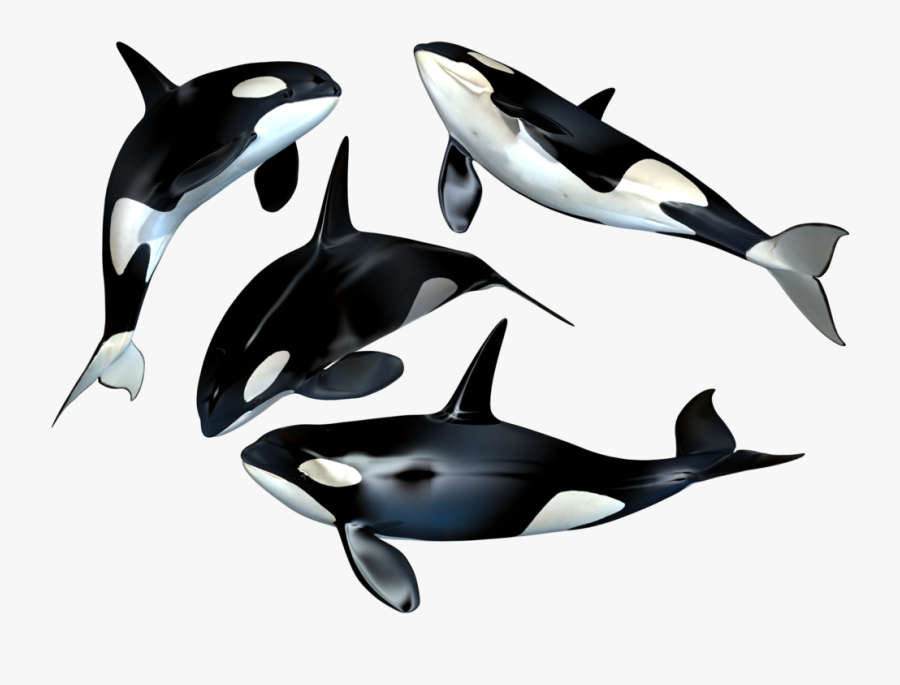 Whales Png, Transparent Clipart
