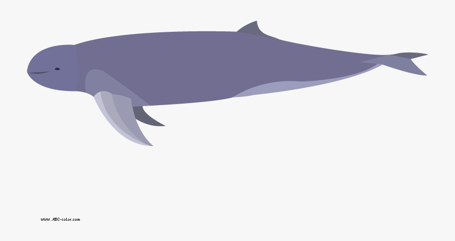 Picture Irrawaddy Download Bitmap - Irrawaddy Dolphin No Background, Transparent Clipart