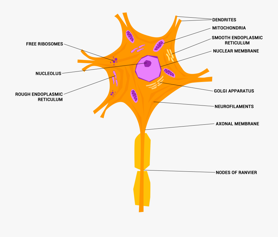 File Neuron Or Cell - Diagram Of Nerve Tissue, Transparent Clipart
