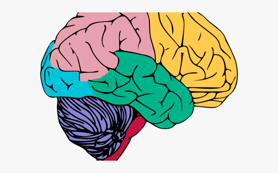 Transparent Clipart Of Human - Brain And Nervous System Clipart, Transparent Clipart