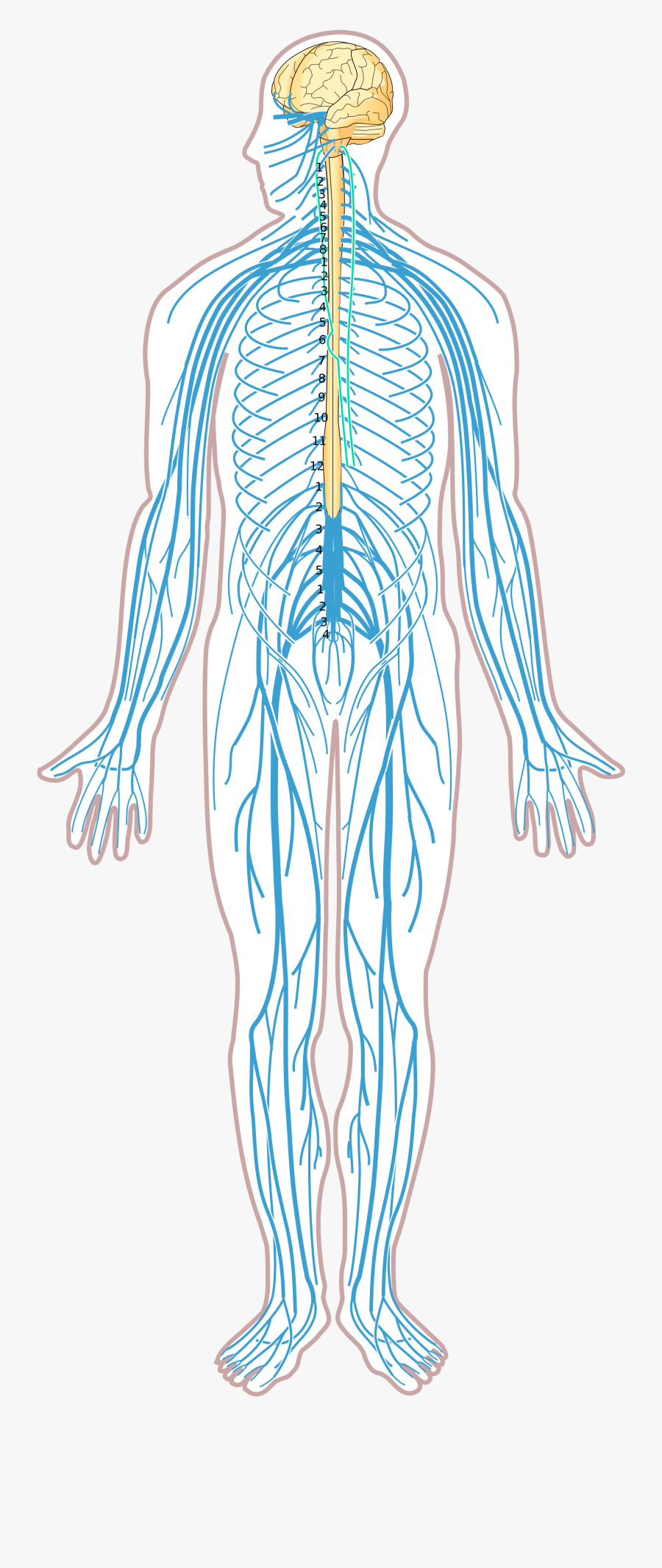 Nervous System Diagram Unlabeled, Transparent Clipart