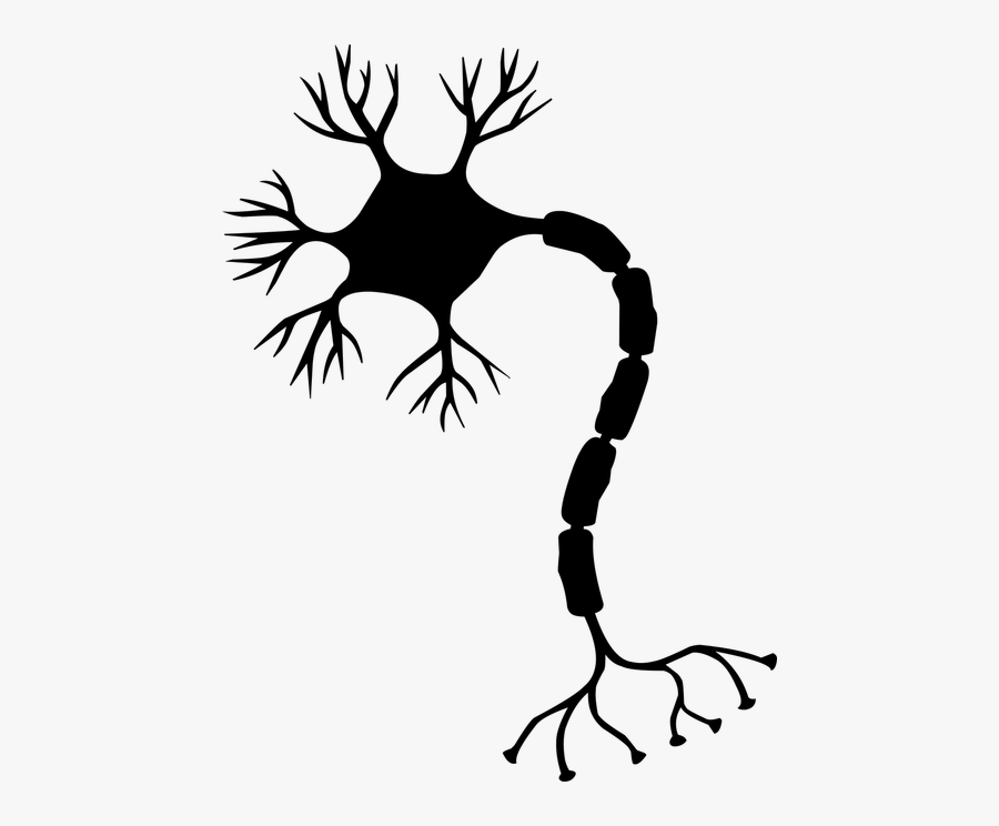 Image By Mohamed Hassan On Pixabay - Neuron Clipart, Transparent Clipart