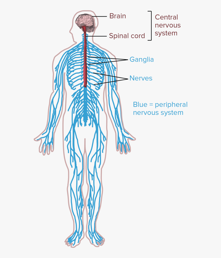 The Human Nervous System - Drawing Of The Nervous System, Transparent Clipart
