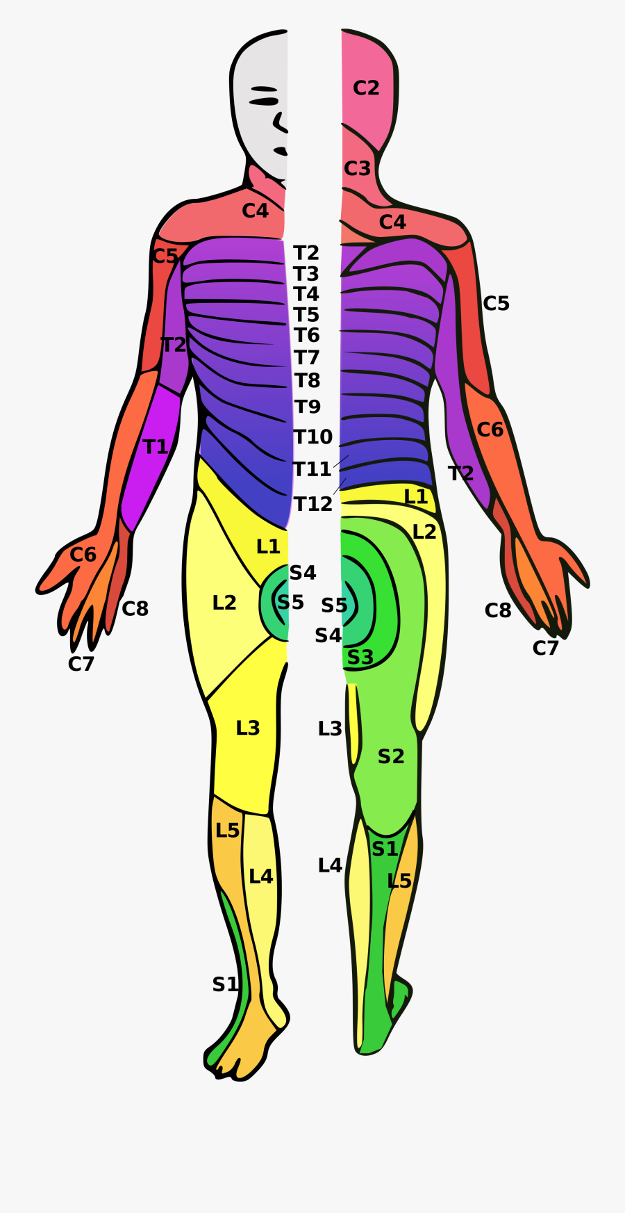 Spinal Cord Injury - T 7 8 9 Spine , Free Transparent Clipart - ClipartKey