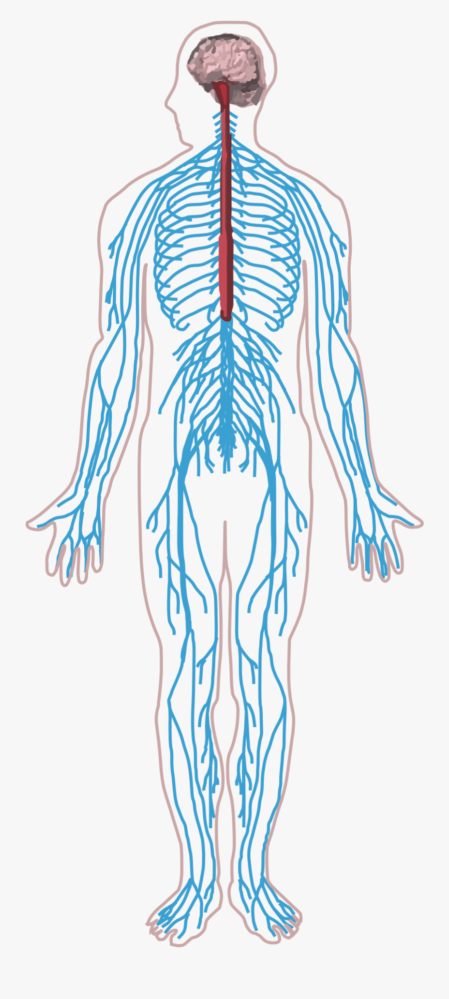 Peripheral Nervous System Png - Nervous System Diagram Png, Transparent Clipart
