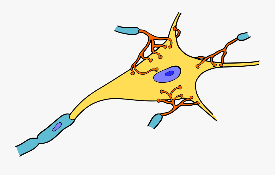 Line Art,leaf,organ - Nerve Tissue Clipart, Transparent Clipart