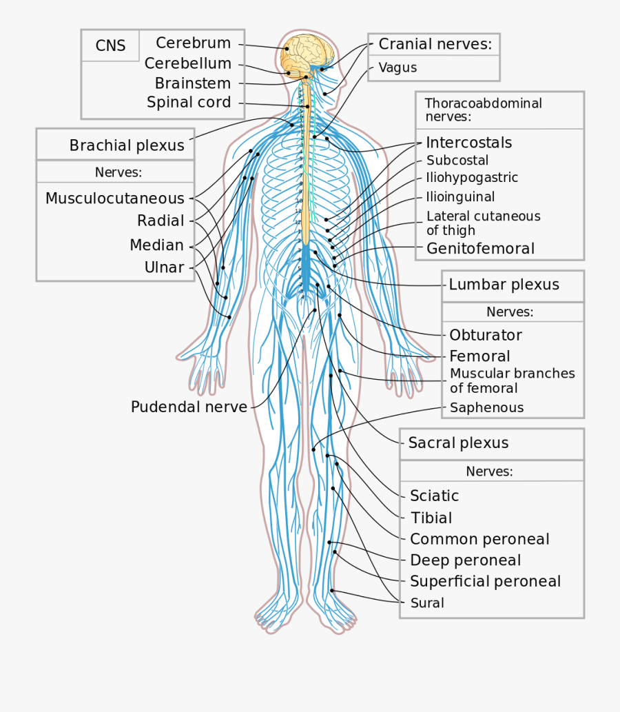 Clip Art File En Svg Wikimedia - Imagenes Del Sistema Nervioso Periferico, Transparent Clipart
