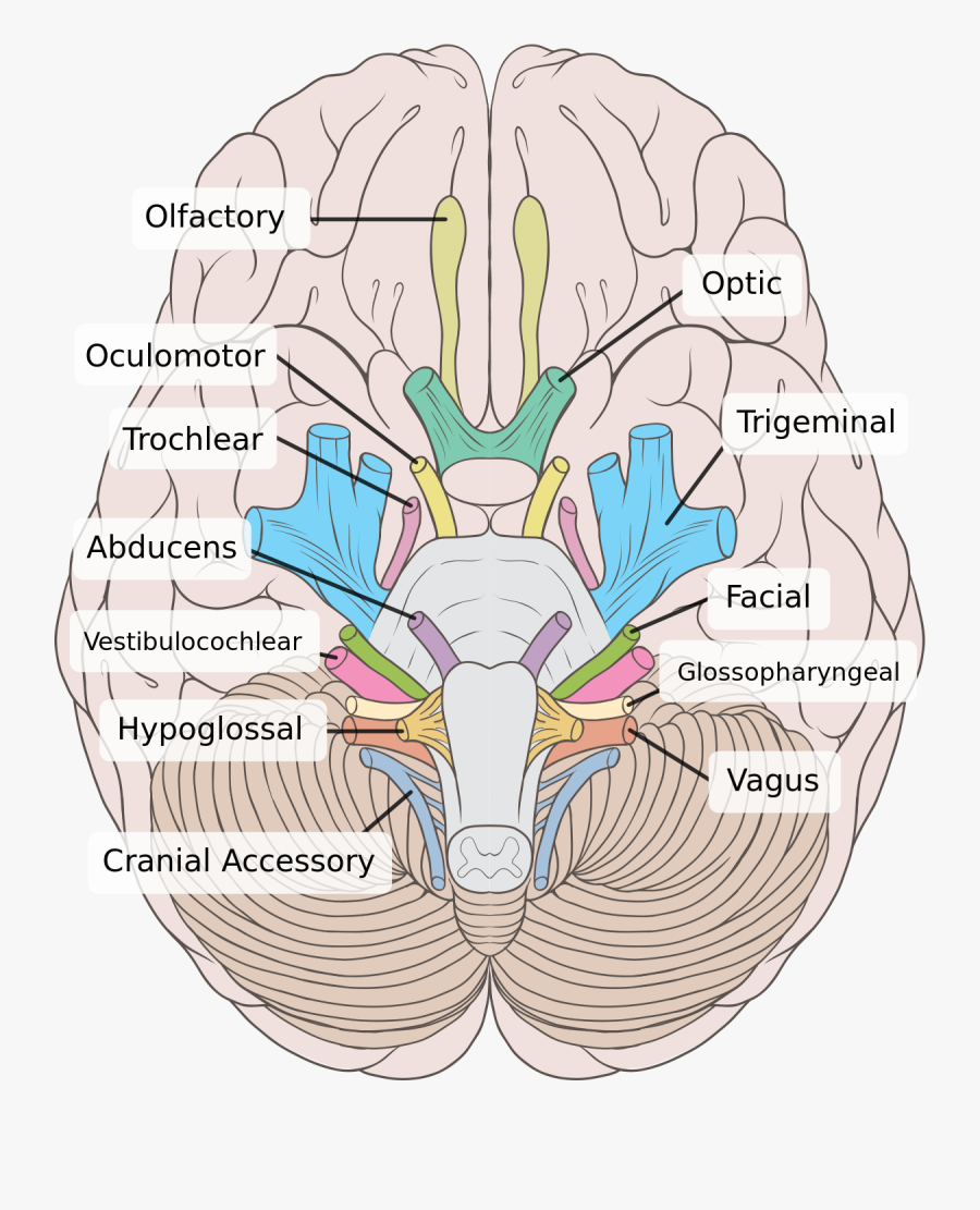 Brain Clipart Labels - Cranial Nerves Labeled, Transparent Clipart