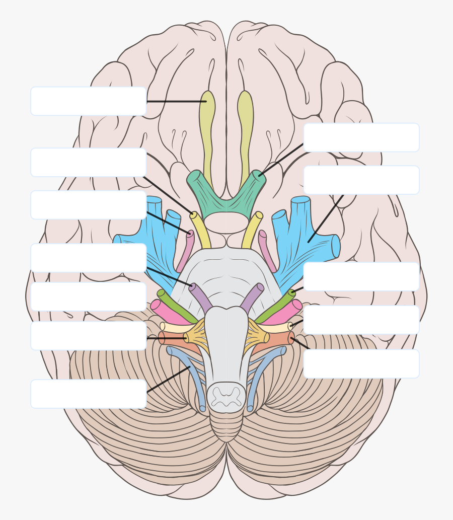 Transparent Nervous Clipart - Cranial Nerves Labeled, Transparent Clipart