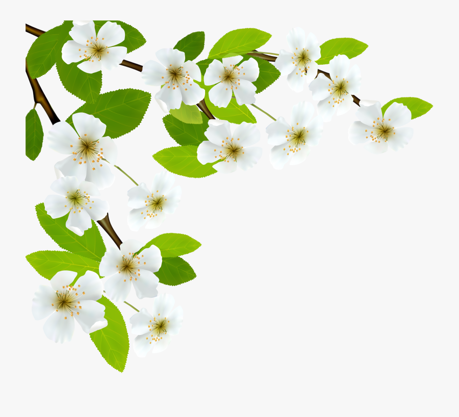 White Spring Branch Png Clipart Image - White Spring Flowers Png, Transparent Clipart