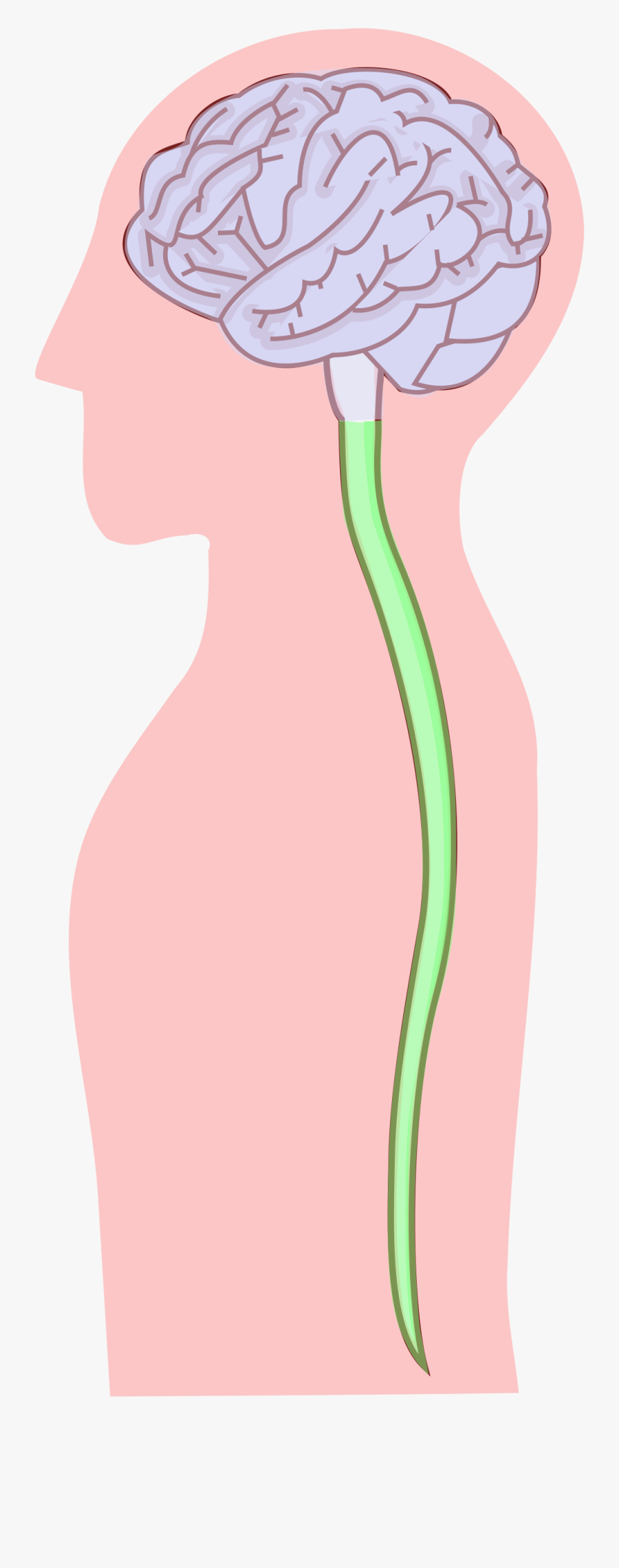 Central Nervous System - Central Nervous System Simple, Transparent Clipart