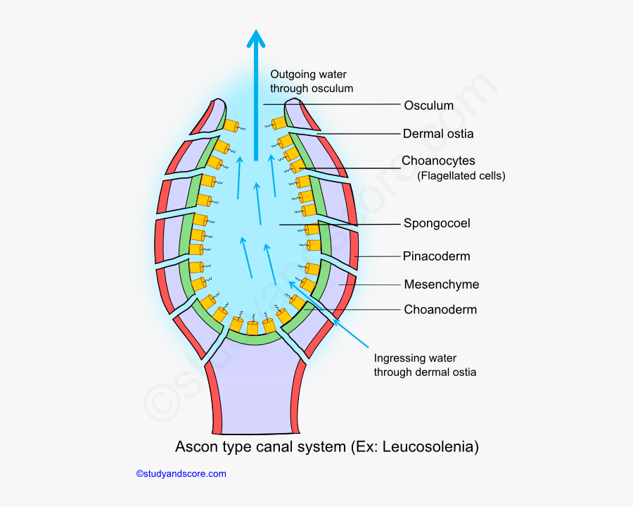 Clip Art Asconoid Sponge Ascon Type Canal System In Sponges , Free