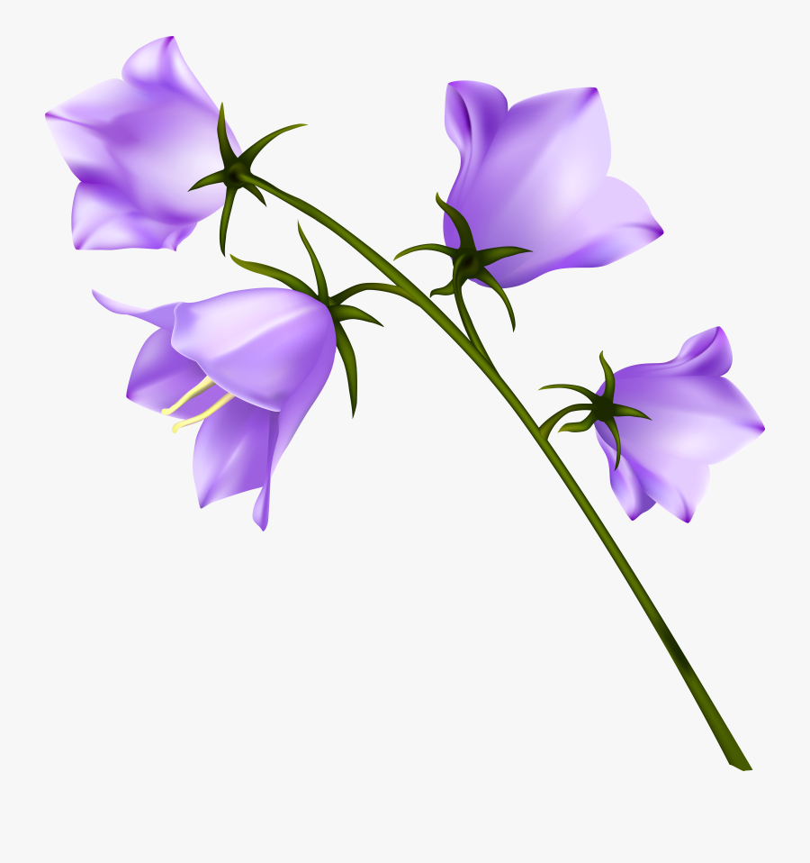 Free Library Spring Campanula Png Gallery, Transparent Clipart