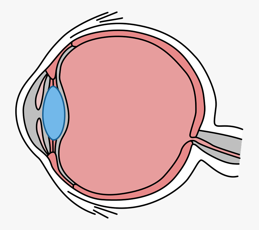 Transparent Eyeball Clipart Png - Simple Eye Cross Section, Transparent Clipart