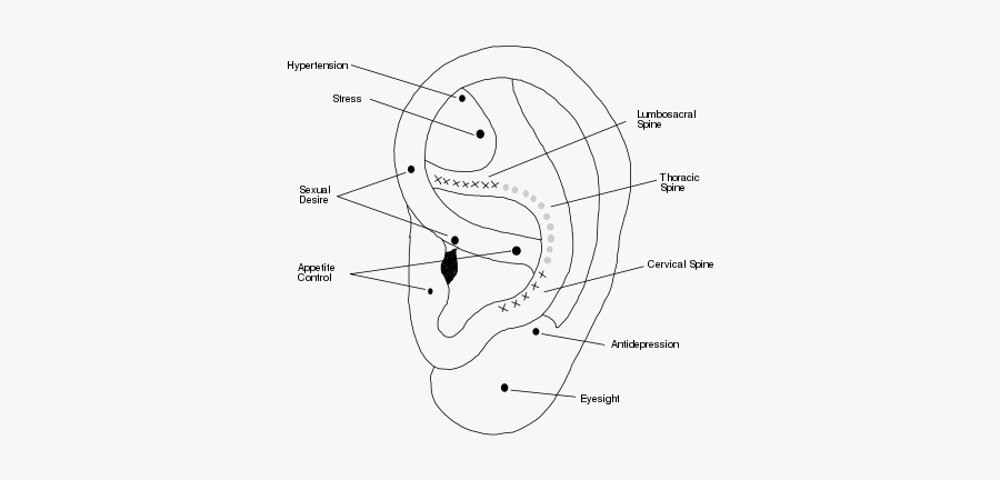 Ear Reflexology Points01 - Line Art, Transparent Clipart