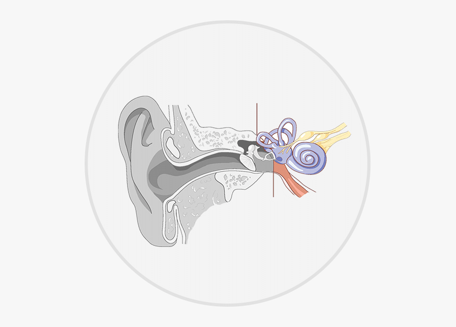 Modern And Choice Sensorineural - Parts Of The Ear Without Labels, Transparent Clipart