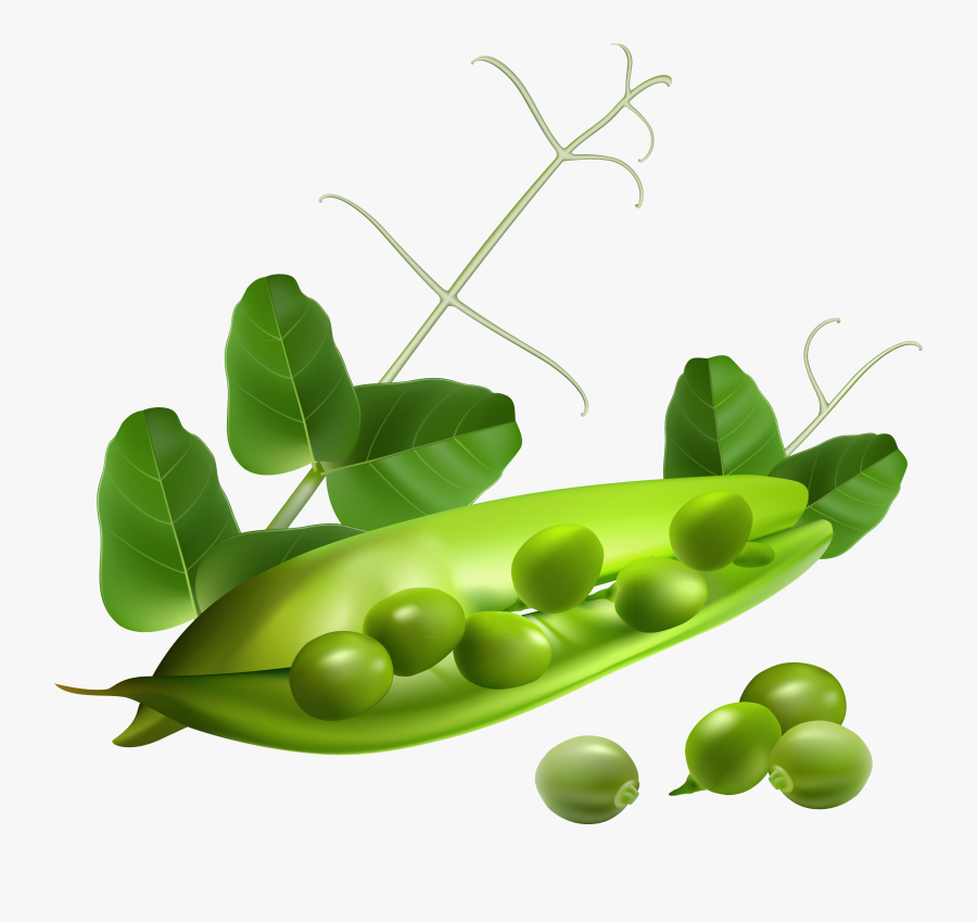 Pea Pod Picture - Free Vector Vegetables, Transparent Clipart