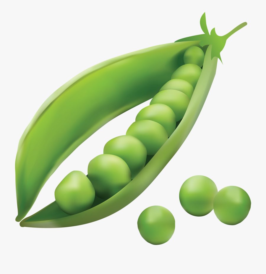 Transparent Pea Png - Seed Dispersal By Explosion Peas, Transparent Clipart