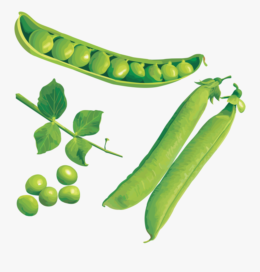 Pea Png - Judias Verdes Png, Transparent Clipart