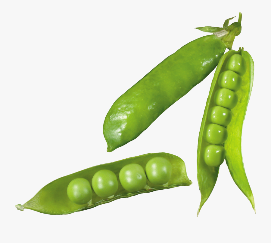 Peas Clipart Snap Pea - Broad Beans Clip Art, Transparent Clipart