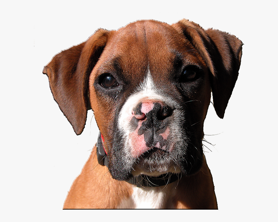 Transparent Boxer Dog Head Clipart - Boxer Dog Head Png, Transparent Clipart
