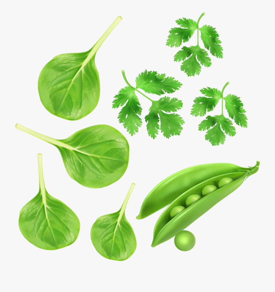 Green Vegetables, Parsley Peas Vector Vegetables - Peas Png, Transparent Clipart