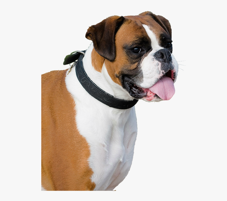 Transparent Boxer Dogs Clipart - Boxer Dog Transparent Background, Transparent Clipart