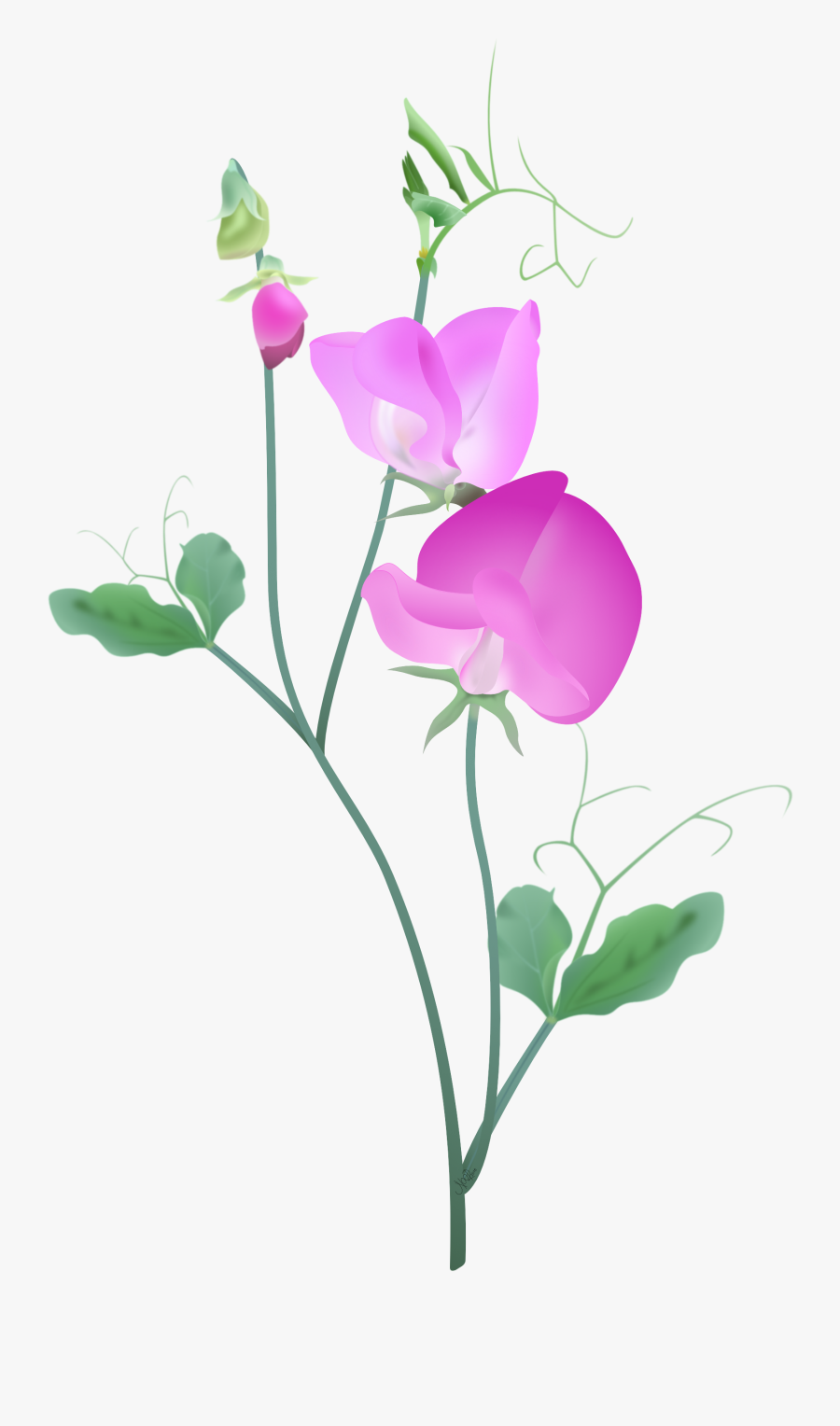 Sweet Pea - Sweet Pea Flower Vector, Transparent Clipart
