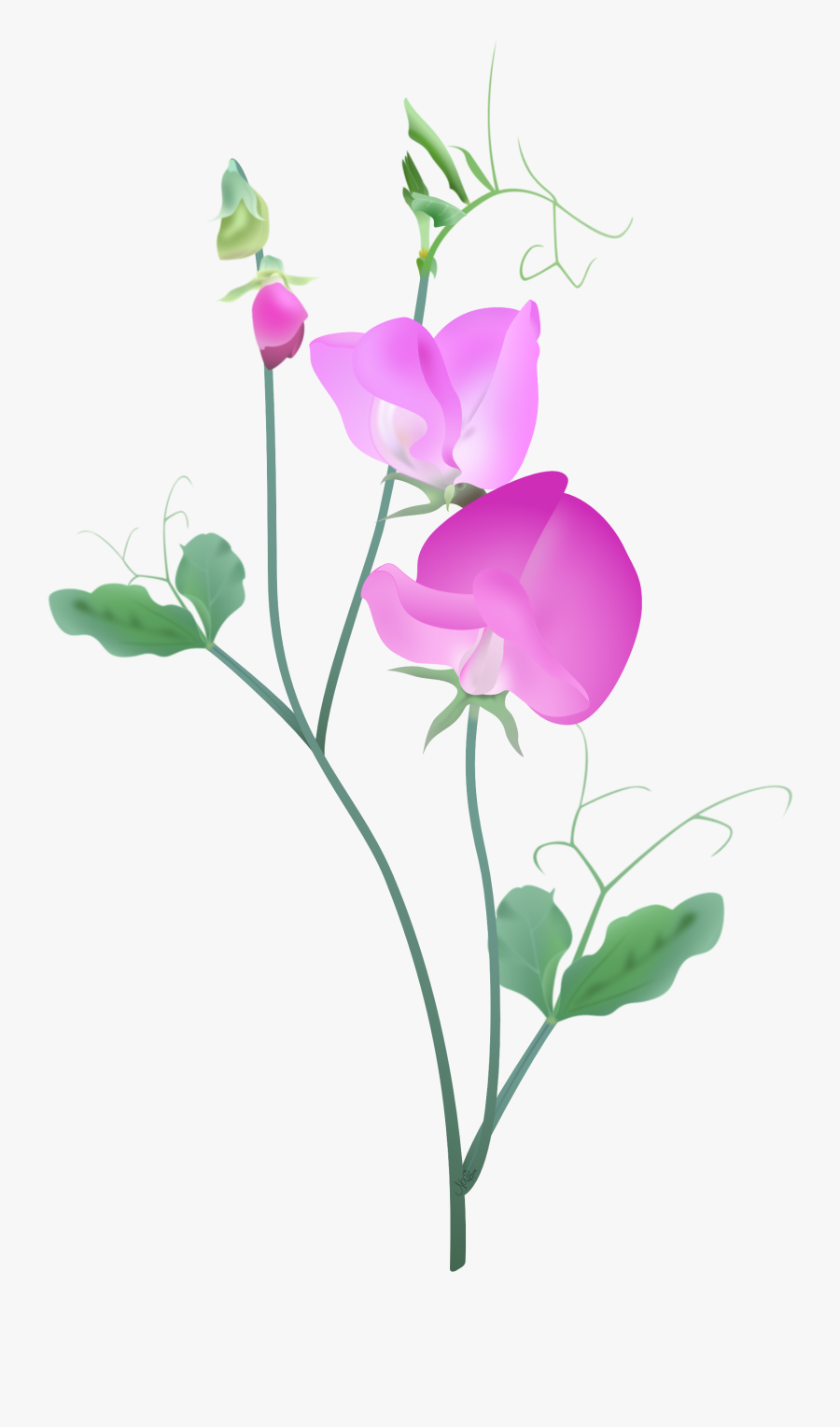 Free Free 96 Sweet Pea Flower Svg SVG PNG EPS DXF File