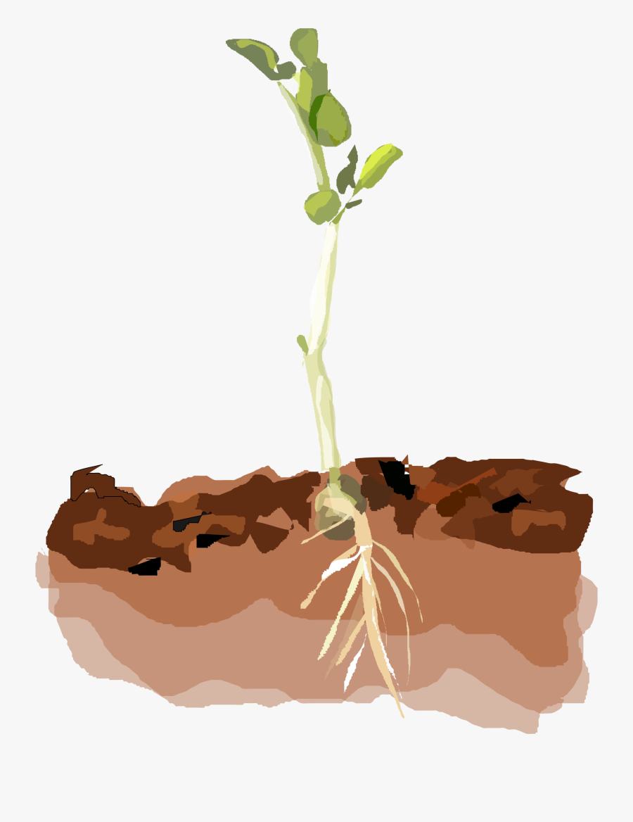 Pea Plant Clipart - Plants In Soil Clipart, Transparent Clipart