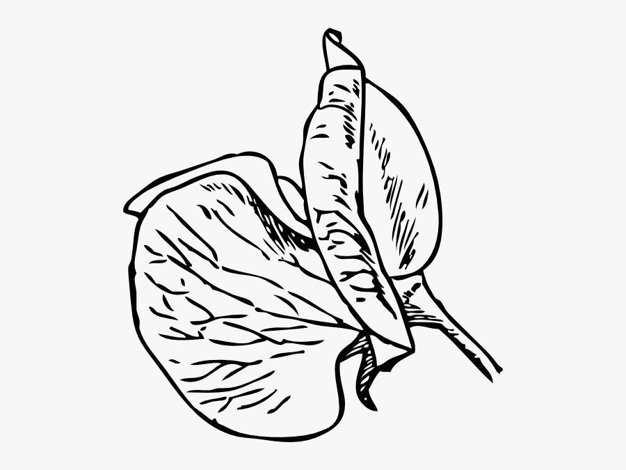 Picture Freeuse Stock Sweet Peas Clipart - Sweet Pea Flower Cartoon, Transparent Clipart