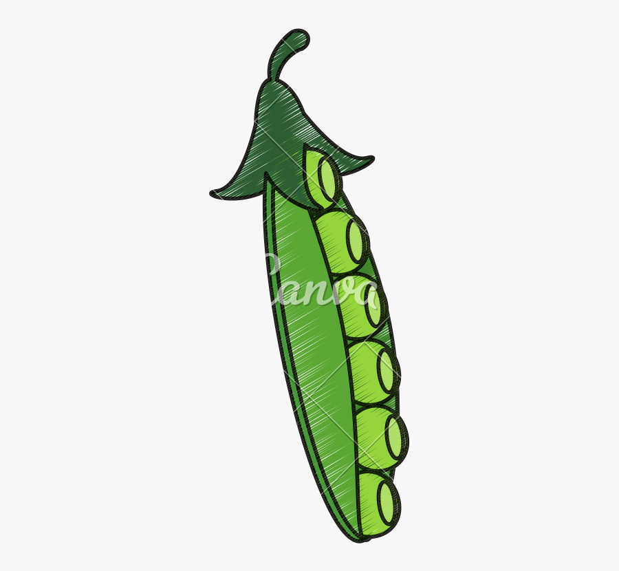 Drawing Of Peapod - Snap Pea, Transparent Clipart