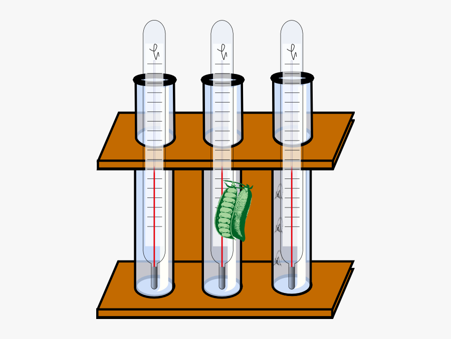 Test Tube With Thermometer, Transparent Clipart