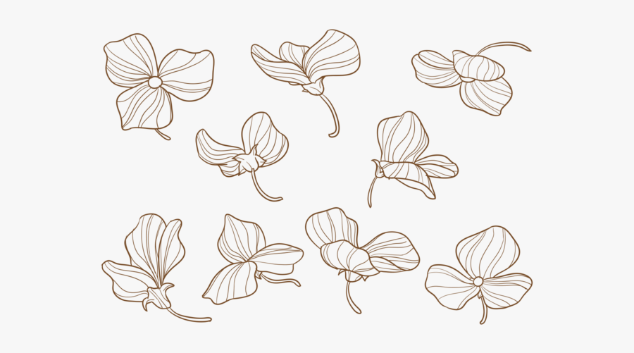 Sweet Pea Flower Drawing, Transparent Clipart