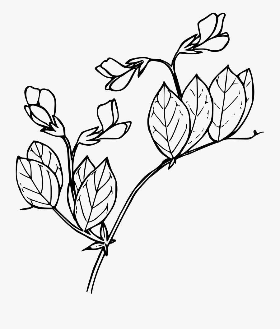 Vector Black And White Download Sierran Pea Big Image - Pea Plants Clip Art Black And White, Transparent Clipart