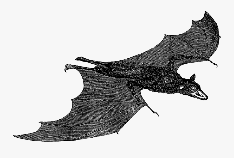 Billfish, Transparent Clipart