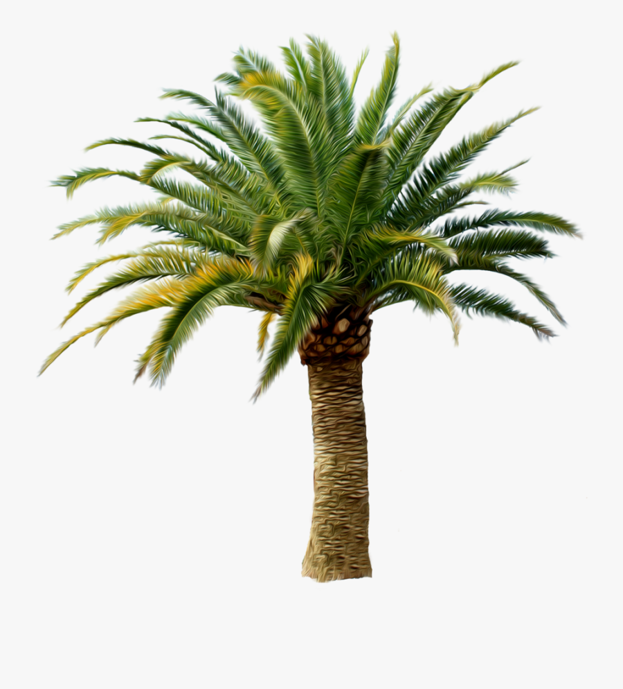 Palm Tree Png Image 2486 Clipart Image - Date Palm Tree Png, Transparent Clipart