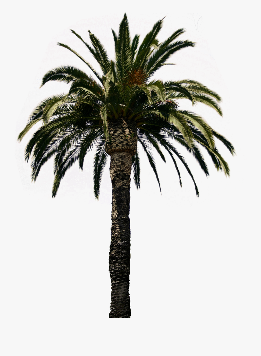 Clipart Palm Tree Collection Png - Real Palm Tree Transparent Background, Transparent Clipart
