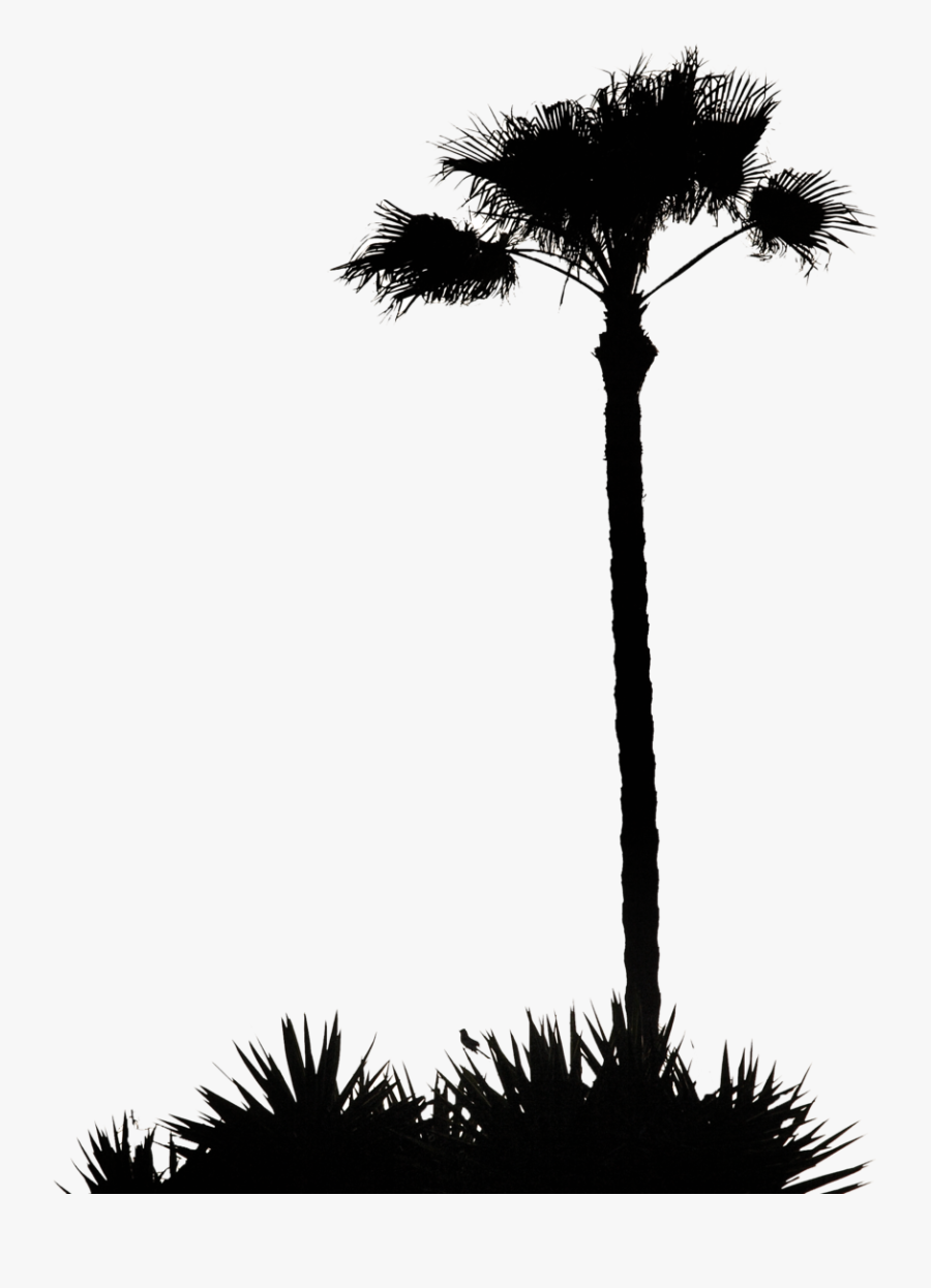 Clip Art Inspiration Palm Tree Silhouette Clip Art - Jungle Trees Silhouette Png, Transparent Clipart