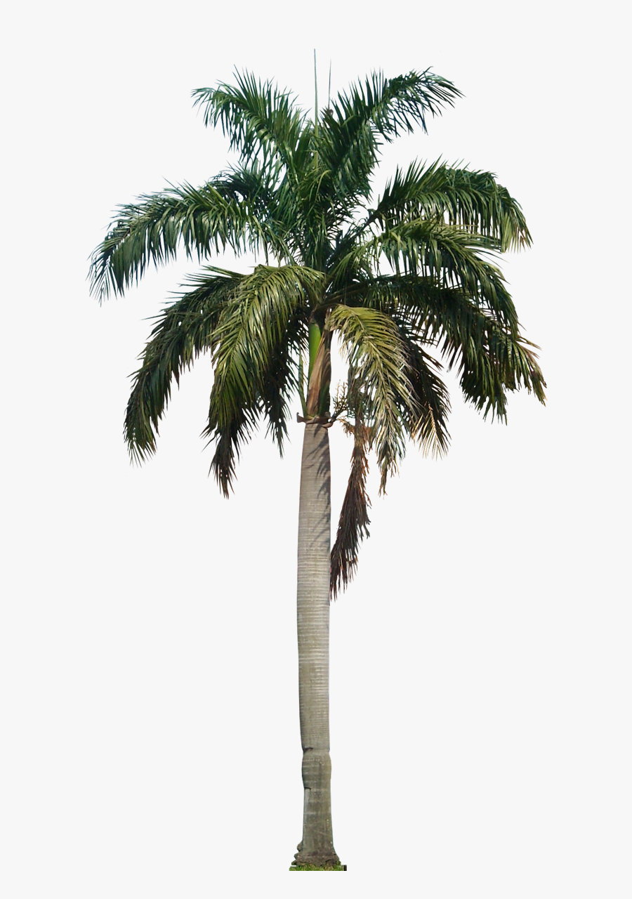 Tropical Plant Pictures - Coconut Tree Hd Png, Transparent Clipart