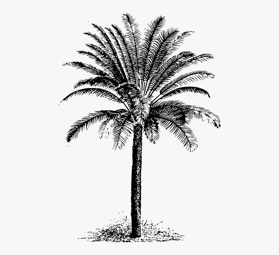 Clip Art Date Palm Tree Clip Art - Drawing Dates Palm Tree, Transparent Clipart