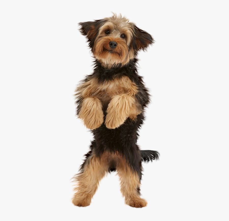 Puppy, Transparent Clipart