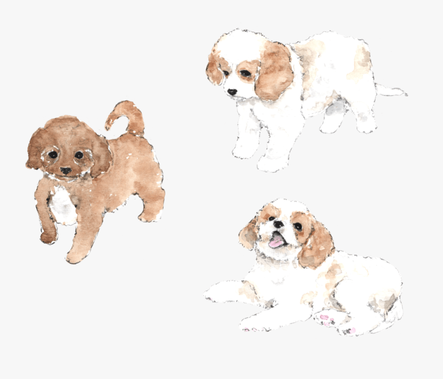 Cavachon - Cavachon Clipart, Transparent Clipart