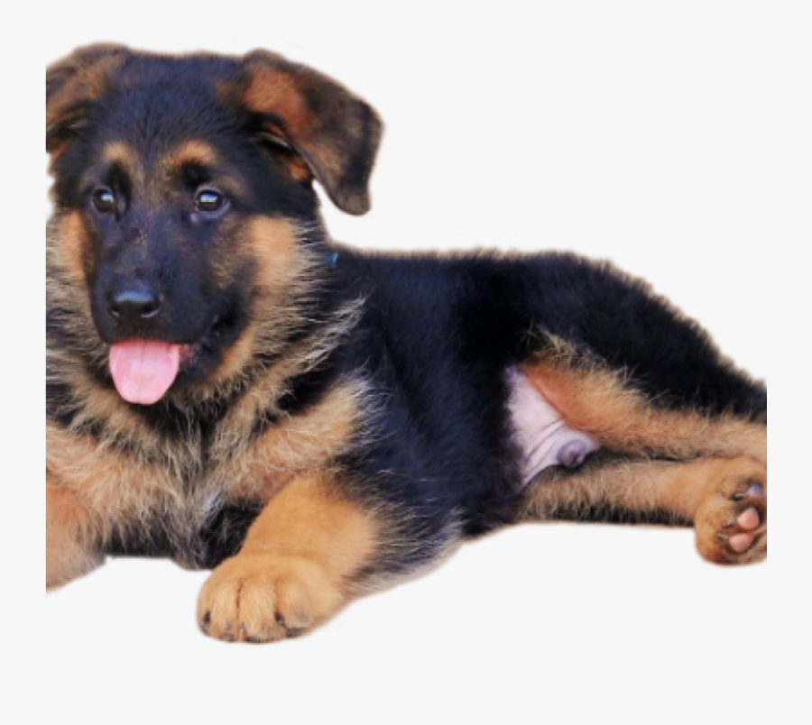 German Shepherd Puppy Png , Transparent Cartoons - Puppy German Shepherd Cartoon, Transparent Clipart