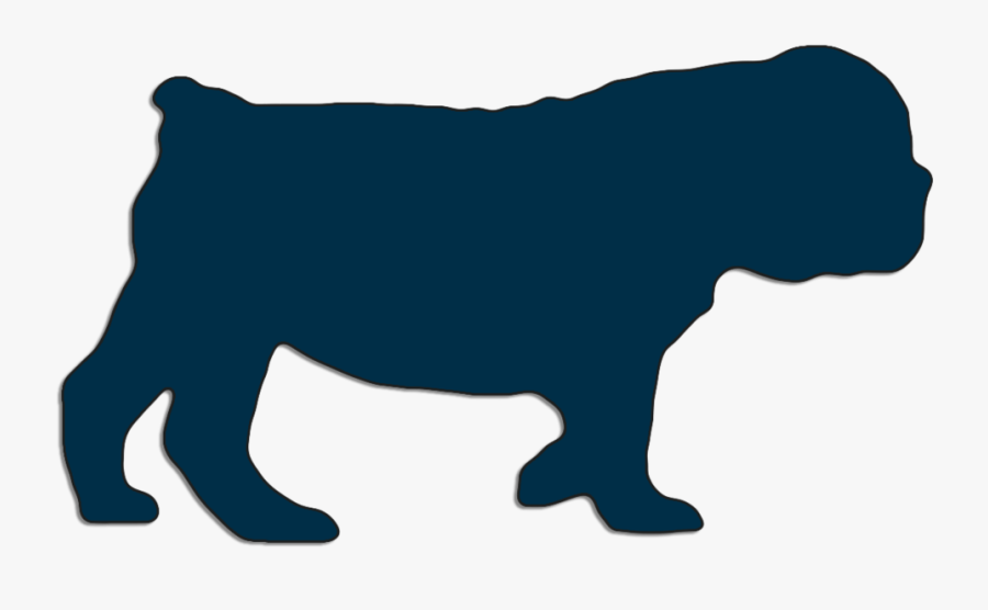 English Bulldog Puppy Walking 2 Months Old, Transparent Clipart