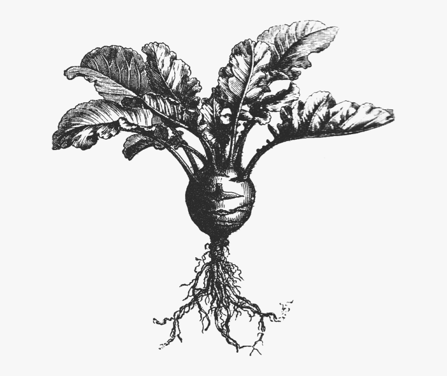 Drawing Black And White Vegetables Transparent Background, Transparent Clipart