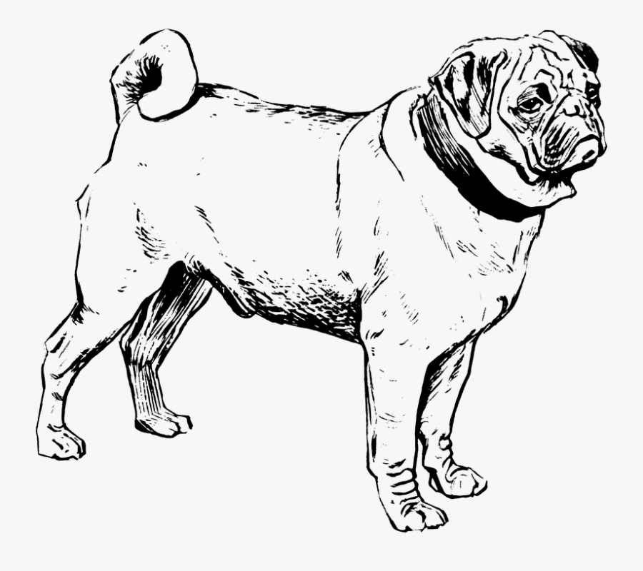 Clipart Of Black Lab Dog - Outline Of Pug, Transparent Clipart