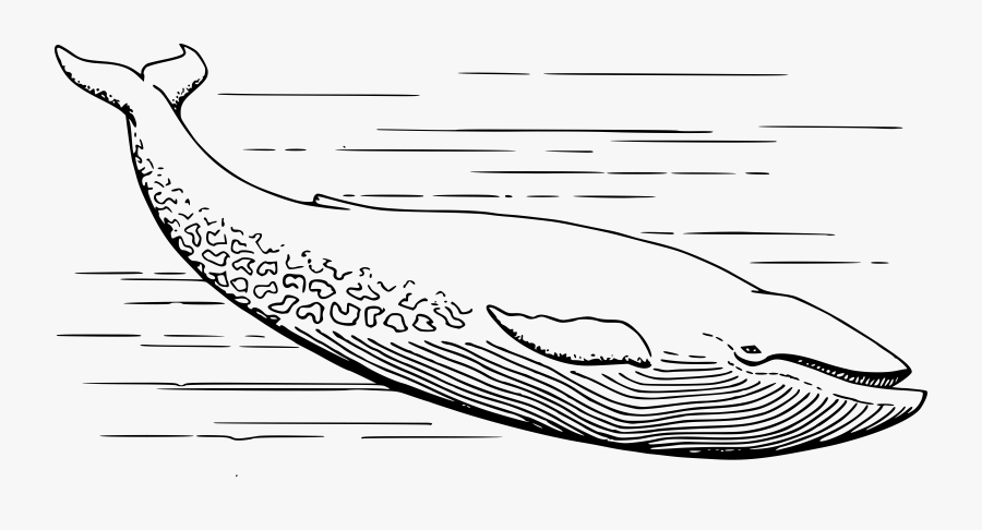 28 Collection Of Blue Whale Line Drawing - Blue Whale Black And White, Transparent Clipart