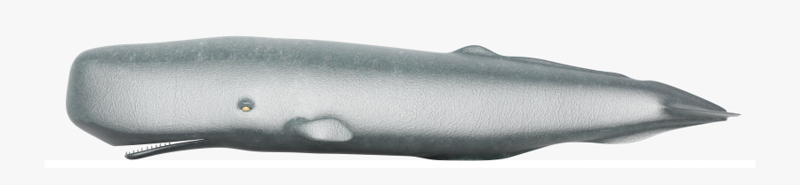 Sperm Whale Png - Blue Whale, Transparent Clipart